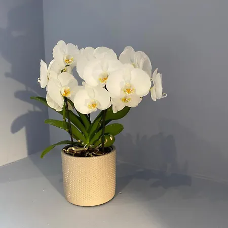 Apartment Il Prato Florence